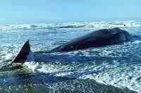 Кит, выбросившийся на берег, — последствия загрязнения моря отходами химического производства. В жировых тканях кита были обнаружены органохлорины. Северное море. Нидерланды.